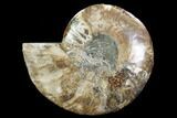 Cut Ammonite Fossil (Half) - Agatized #101039-1